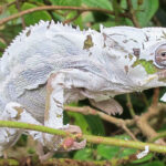 Chameleónovité