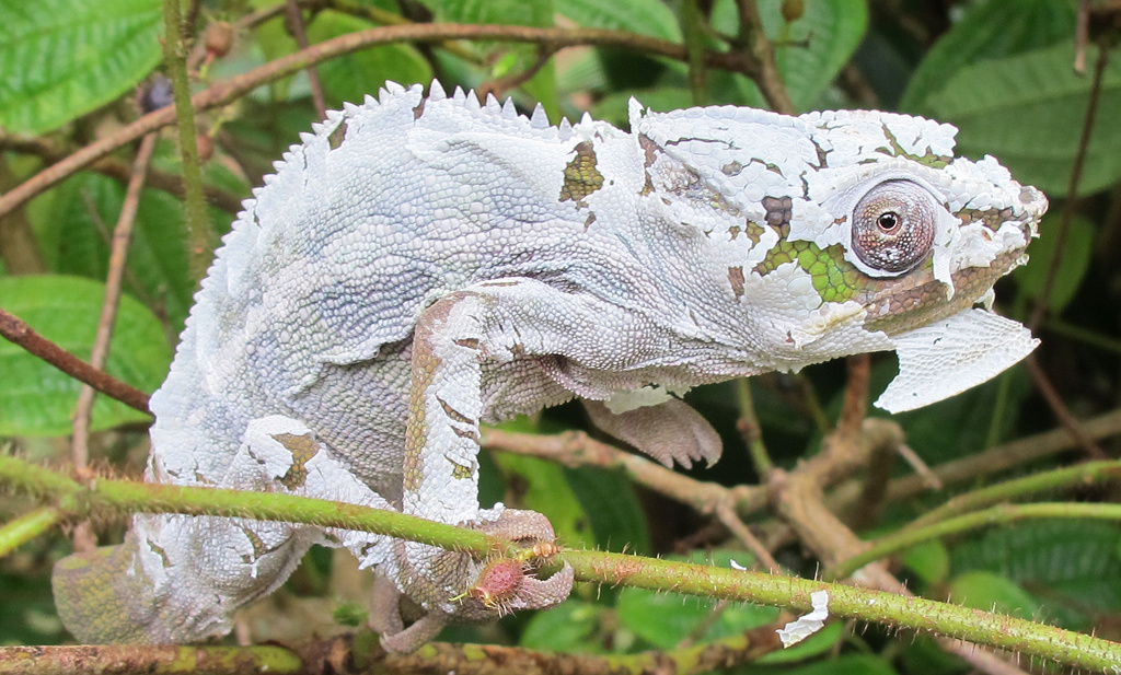 Chameleónovité Chameleónovité