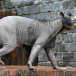 hairless bear