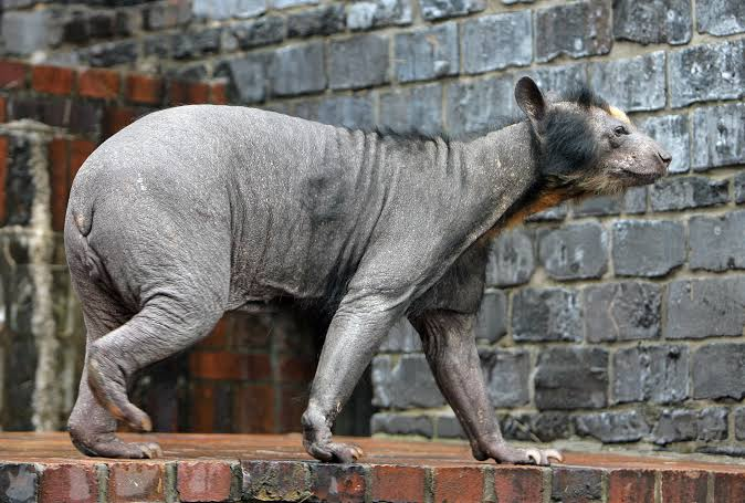 hairless bear